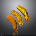 Three Vibrant Orange Curved Tubular Structures With Internal Ribbed Design Arranged In Flowing Form