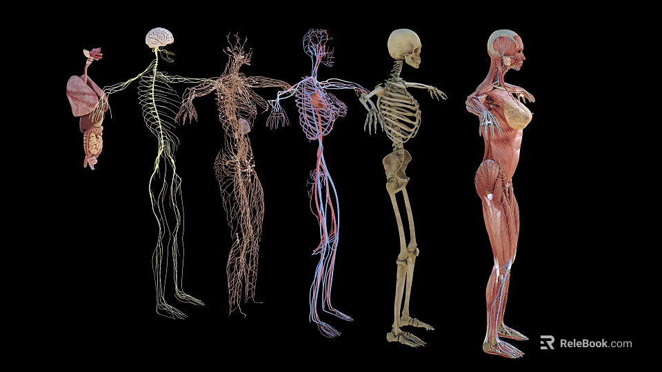Woman Human Anatomy Structure With Skeletal Muscular Vascular Nervous Systems 3d model 