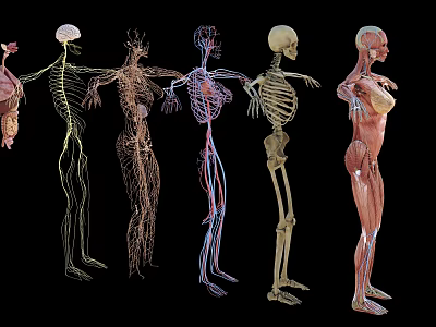 Woman Human Anatomy Structure With Skeletal Muscular Vascular Nervous Systems 3d model