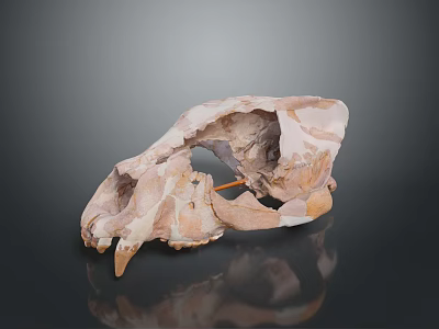 Ancient Fossilized Skull With Brown Textured Surface And Dark Background Reflection 3d model