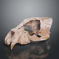 Ancient Fossilized Skull With Brown Textured Surface And Dark Background Reflection 3d model