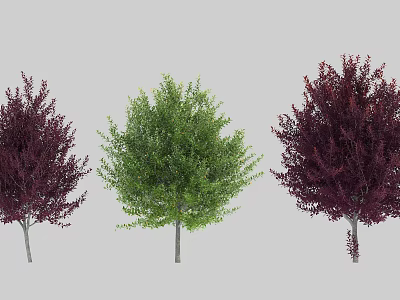 Three Arbor Trees Featuring Dark Purple and Green Foliage in Outdoor Setting 3d model