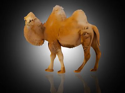 Detailed Brown Camel Standing With Reflection On Black Background 3d model