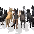 Collection of 14 Different Dog Breeds Including Doberman Labrador and Bulldog