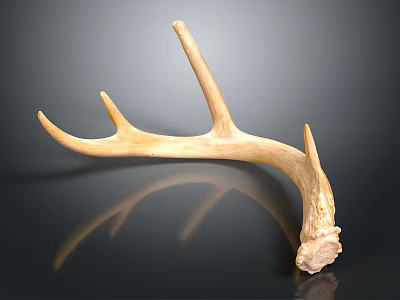 Antler Weapon Handcrafted Primitive Hunting Tool With Natural Curved Design 3d model