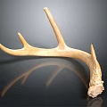 Antler Weapon Handcrafted Primitive Hunting Tool With Natural Curved Design