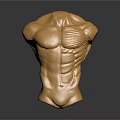 Golden Human Torso Sculpture Showcasing Detailed Organs And Artistic Hair Textures With Muscular Structure