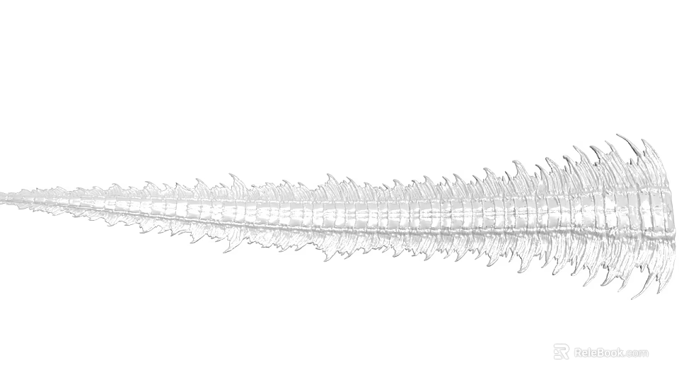 Detailed Anatomical Spine Skeleton Line Art Illustration With Vertebrae Structure 3d model 