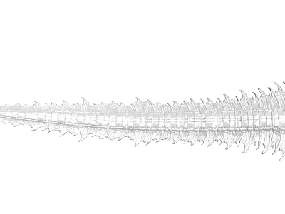 Detailed Anatomical Spine Skeleton Line Art Illustration With Vertebrae Structure 3d model