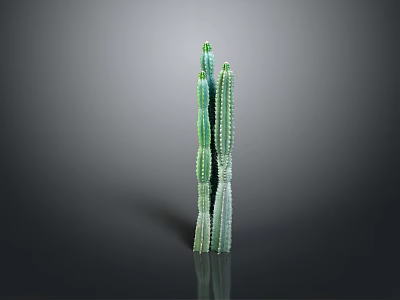 Green Columnar Cactus Plant With Multiple Stems On Dark Background With Reflection 3d model