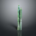 Green Columnar Cactus Plant With Multiple Stems On Dark Background With Reflection