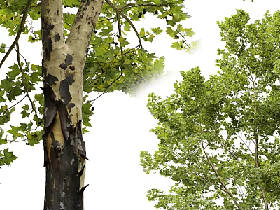 Mature Tree with Peeling Bark and Lush Green Leaves in Natural Surroundings 3d model