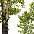 modern sycamore tree 3d model
