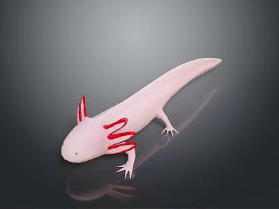 Pink Aquatic Creature With Red External Gills And White Limbs On Dark Background 3d model