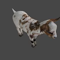 Cute White and Brown Baby Goat Standing with Shadow on Green Background