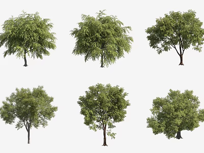 Arboreal Trees Of Various Species With Lush Green Foliage And Natural Form 3d model