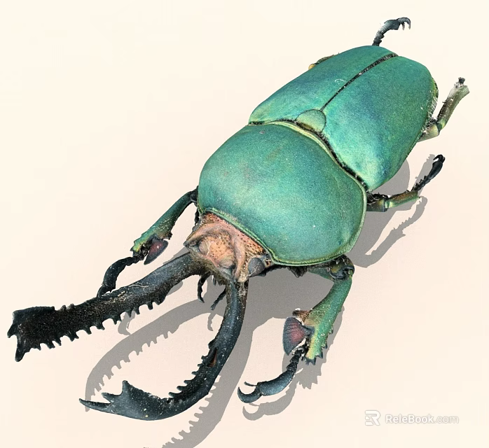 Green Beetle With Large Mandibles And Metallic Green Exoskeleton Detailed View 3d model 
