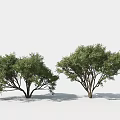 Landscape Trees Landscape Shrubs Landscape Plants 3d model