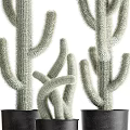Potted Cactus Plants With Various Sizes Shapes In Brown Black Pots For Indoor Decor
