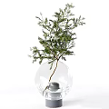 Decorative Transparent Glass Vases With Fresh Green Plants For Home Interior Decor