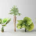 Various Tropical Trees with Lush Green Palm Leaves and Distinct Trunk Structures