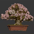 Beautiful Bonsai Plant With Pink Flowers In Brown Square Pot And Green Moss