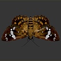 Modern Butterfly Colored Butterfly Tabby Butterfly Leaf Butterfly 3d model