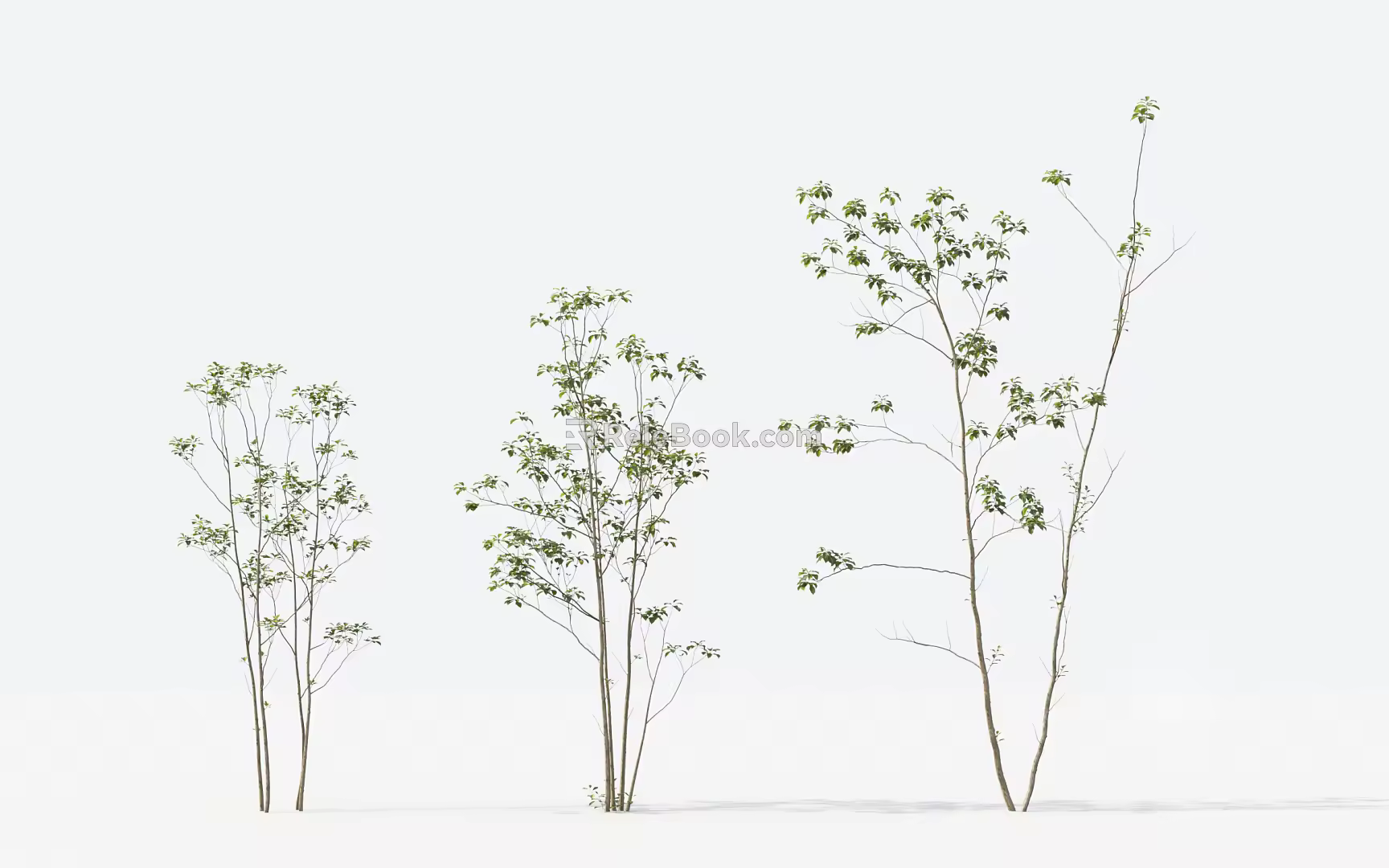 Modern Trees Small Trees 3d model