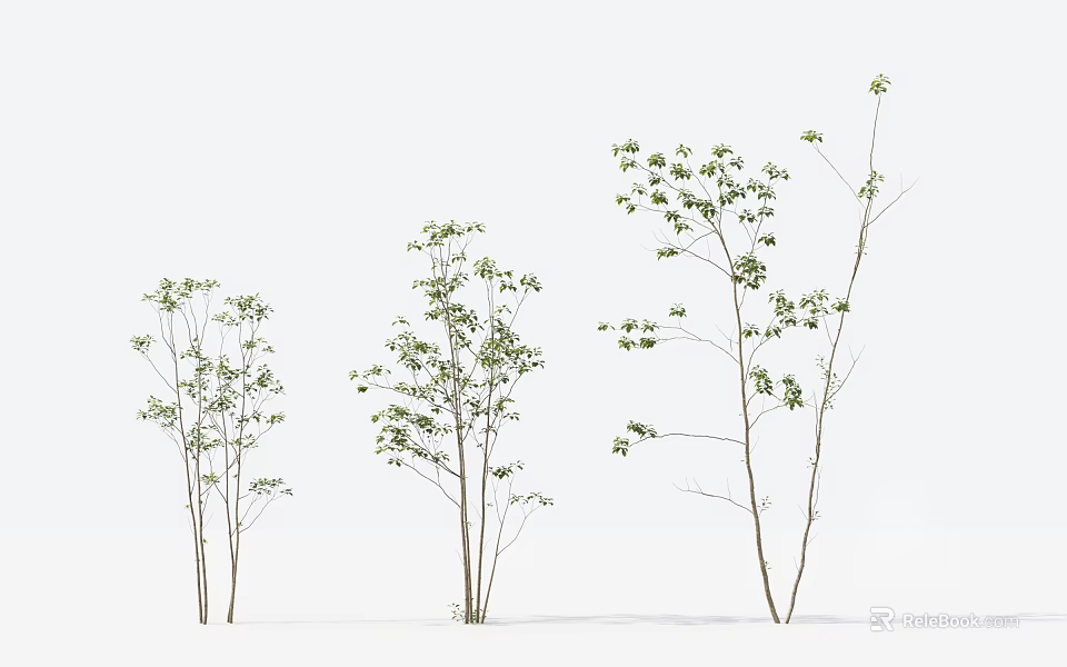 Three Slender Trunk Trees With Green Leaves On White Background 3d model 