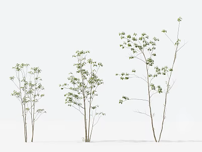 Three Slender Trunk Trees With Green Leaves On White Background 3d model
