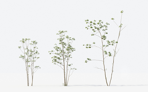 Modern Trees Small Trees 3d model