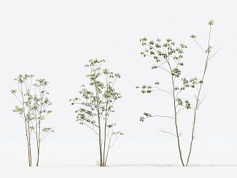 Modern Trees Small Trees 3d model