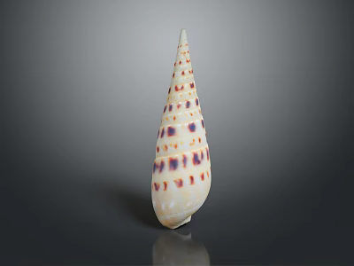 Spotted Conch Shell With Conical Shape Colorful Spots And Reflection On Gray Background 3d model