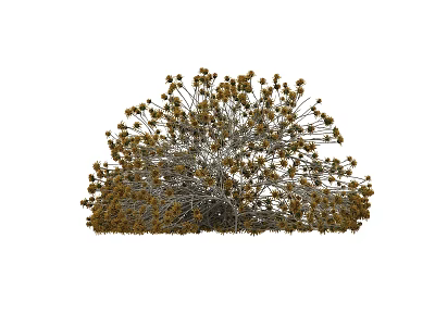 Bushy Shrub With Dense Branches And Yellow Blooms In Natural Form 3d model