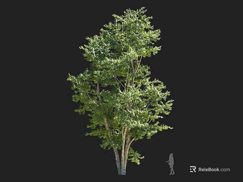 Lush Green Multi Trunk Arbor with Dense Foliage and Scale Figure for Garden Landscaping 3d model 