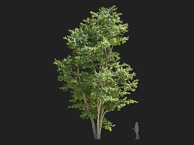 Lush Green Multi Trunk Arbor with Dense Foliage and Scale Figure for Garden Landscaping 3d model