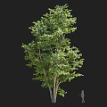 Lush Green Multi Trunk Arbor with Dense Foliage and Scale Figure for Garden Landscaping