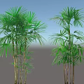 Multiple Green Palm Shrubs with Fan Shaped Leaves on White Background