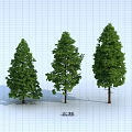Three Different Arbor Trees Showcasing Various Crown Shapes and Lush Green Foliage