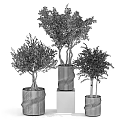 Bonsai Potted Plants With Twisted Trunks Green Foliage In Textured White Black Pots