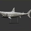 Detailed Silver Shark Model With Open Mouth On Green Base Stand 3d model