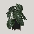 Monstera Potted Plant With Large Green Leaves In Black Pot And Wooden Stand