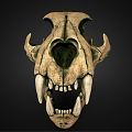 Modern Skull Leopard Skull 3d model