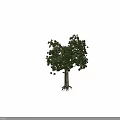 Tall Mature Arbor Showcasing Lush Green Foliage And Straight Trunk