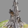 Rugged Ancient Tree With Exposed Roots And Tree Hollow In Grass