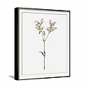 Two Framed Botanical Prints With Pink And White Flowers In Black Frames