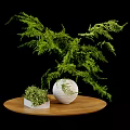 White Round Vase With Green Fern Plants And Small Square Pot On Wooden Table