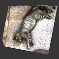 Adorable Tabby Cat Lying Comfortably On Soft Carpet With Beige Mat