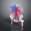 Detailed 3D Anatomical Visualization of Human Organs Hair and Vascular Skeletal Systems