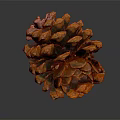 Closeup View Of Orange Brown Pine Cone On Dark Background With Reflection 3d model